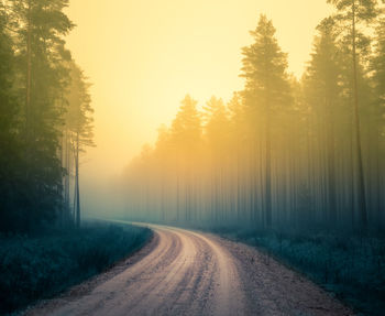 A beautiful misty autumn woods with a forest road. late autumn scenery of northern europe.