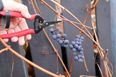 Ice grapes being clipped off vines in the fall