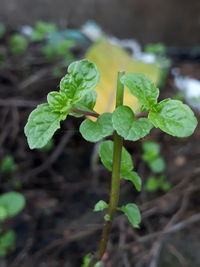 Close-up of plant growing on field