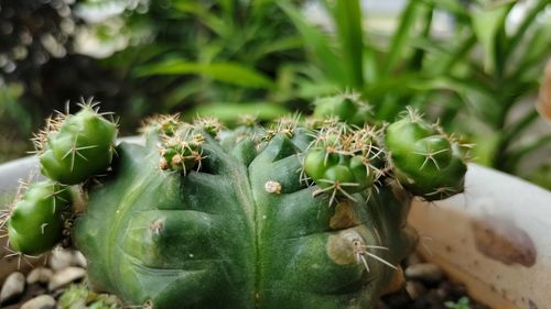 Close-up of plant cactus