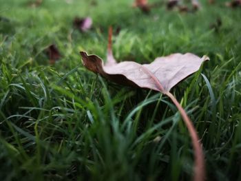 Close-up of dry leaf on grass