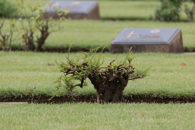 Commonwealth war graves,chungkai war cemetery in kanchanaburi thailand