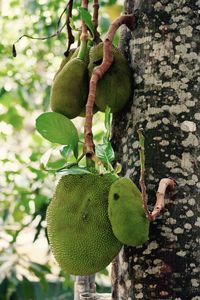 Close-up of fruits growing on tree