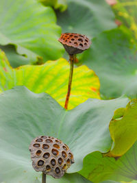 Close-up of insects on plant