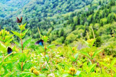 View of flowering plants on a field