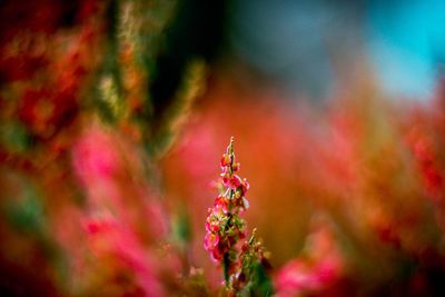 Close-up of red flowering plant