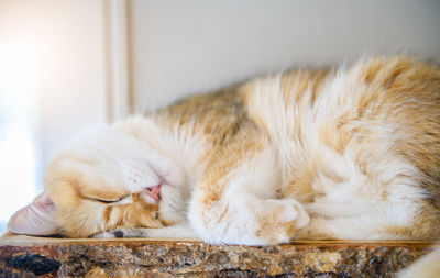 Cute scottish british cat sleep on wood, pet and animal concept