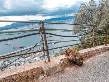 Cat sitting on railing against sky