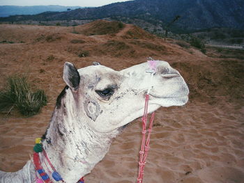 Close-up of horse