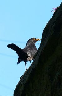 Low angle view of bird perching on mountain against clear sky