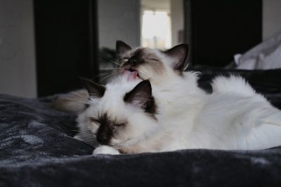 Close-up of cat relaxing at home