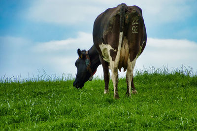 View of a horse grazing in field