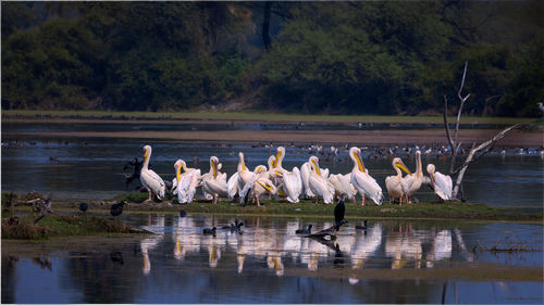 Swans on lake