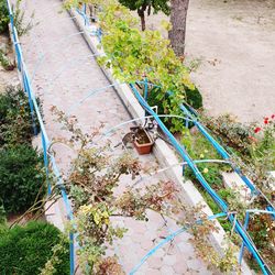 High angle view of potted plants by wall