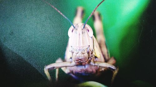 Close-up of insect on leaf