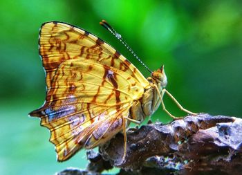 Close-up of butterfly perching on flower