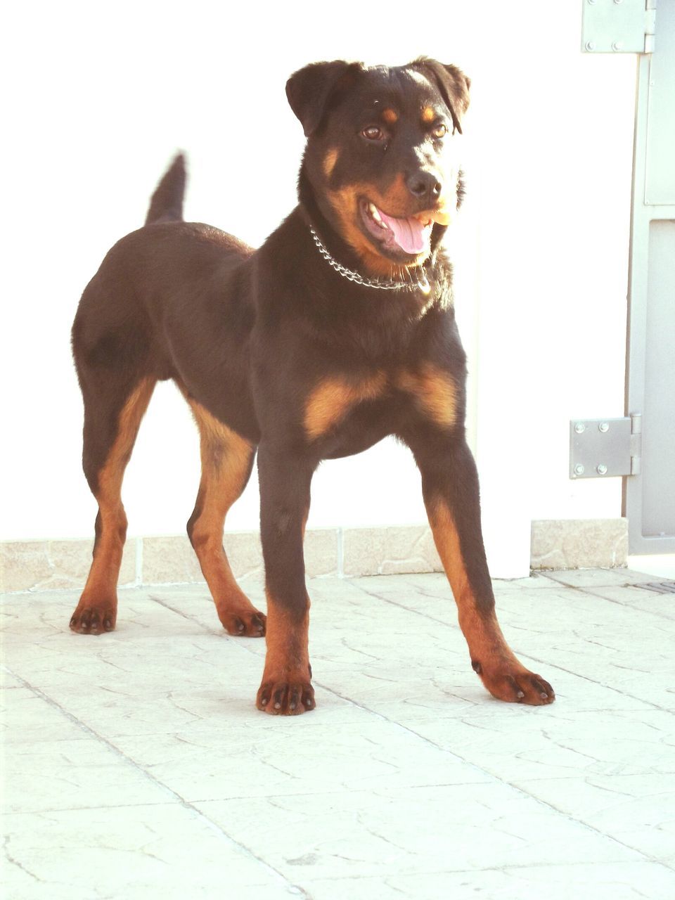 animal themes, domestic animals, mammal, one animal, dog, pets, full length, two animals, sunlight, standing, horse, outdoors, day, pet collar, shadow, no people, zoology, portrait, animal, brown