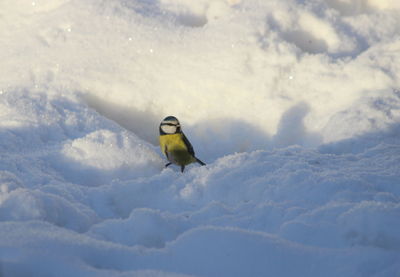 High angle view of bird on snow covered land