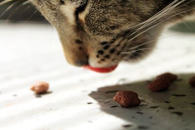 Close-up of cat eating food