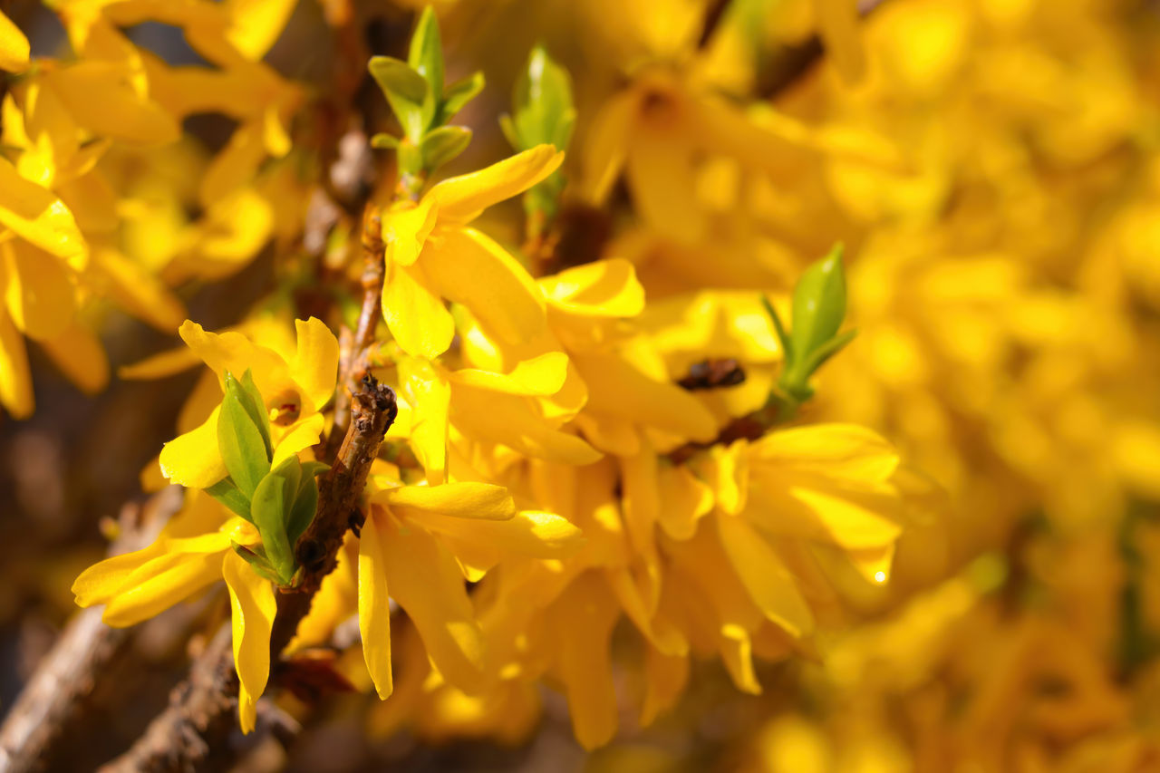 CLOSE-UP OF INSECT POLLINATING ON YELLOW FLOWER