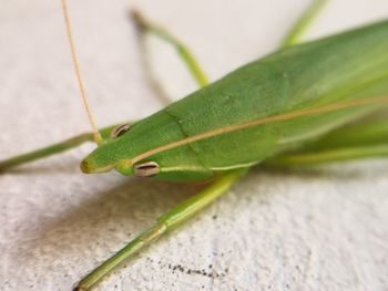 High angle view of insect on leaf