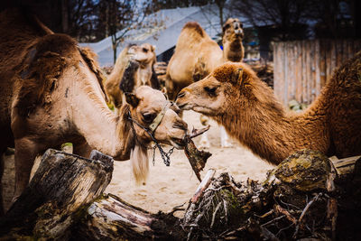 Damaged wood by camels on field