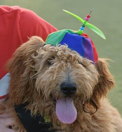 Close-up portrait of dog sticking out tongue outdoors