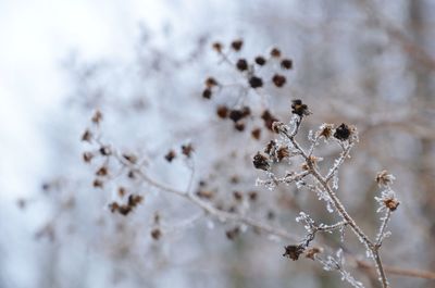 Close-up of dried plant during winter