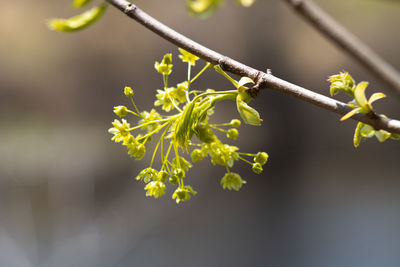 Close-up of flowering plant