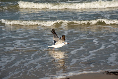 View of birds on beach