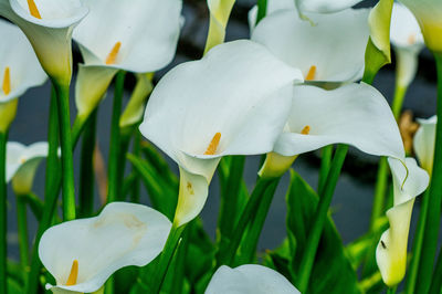 Close-up of white flowers