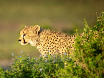 Side view of a cat