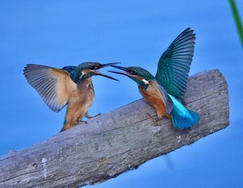 Low angle view of birds flying against blue sky