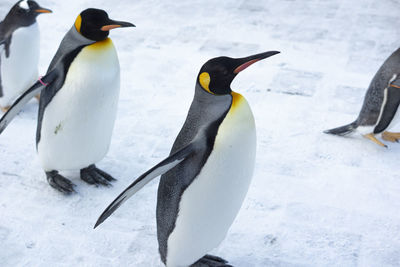 Close-up of penguin