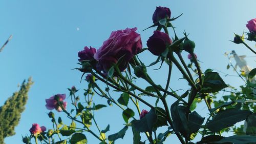 Low angle view of pink roses blooming against sky