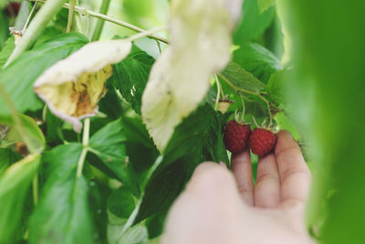 Close-up of hand picking ripe raspberries