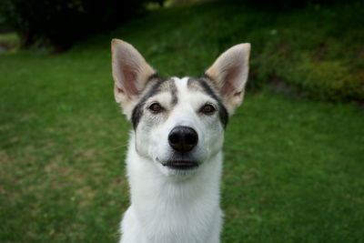 Close-up portrait of a dog on field