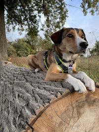 View of a dog looking away