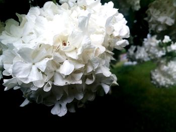 Close-up of white flowering plant