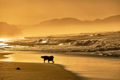 Silhouette dog on beach against sky during sunrise