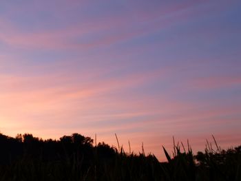 Silhouette plants growing on field against sky during sunset
