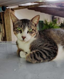 Close-up portrait of a cat