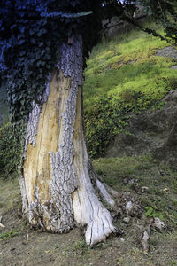 View of tree trunk in forest