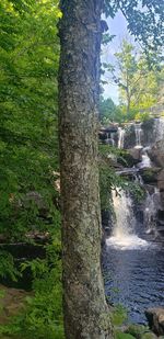 Trees growing in forest