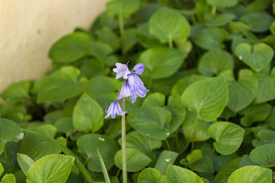 Close-up of purple flowering plant