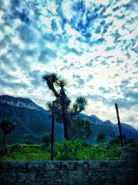 Palm trees against sky