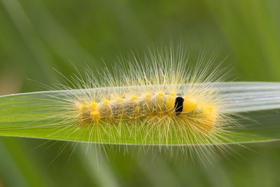 Close-up of insect on leaf