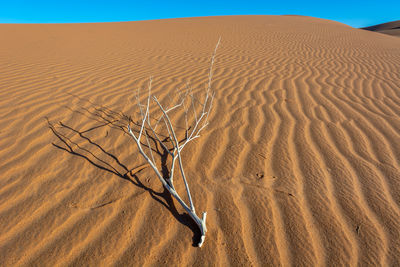 Scenic view of desert