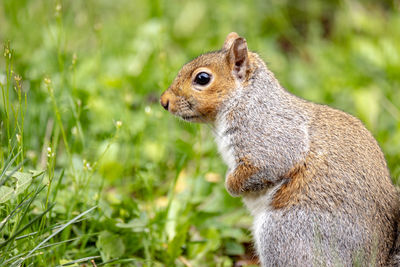 Close-up of squirrel
