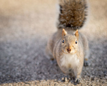 High angle view of squirrel